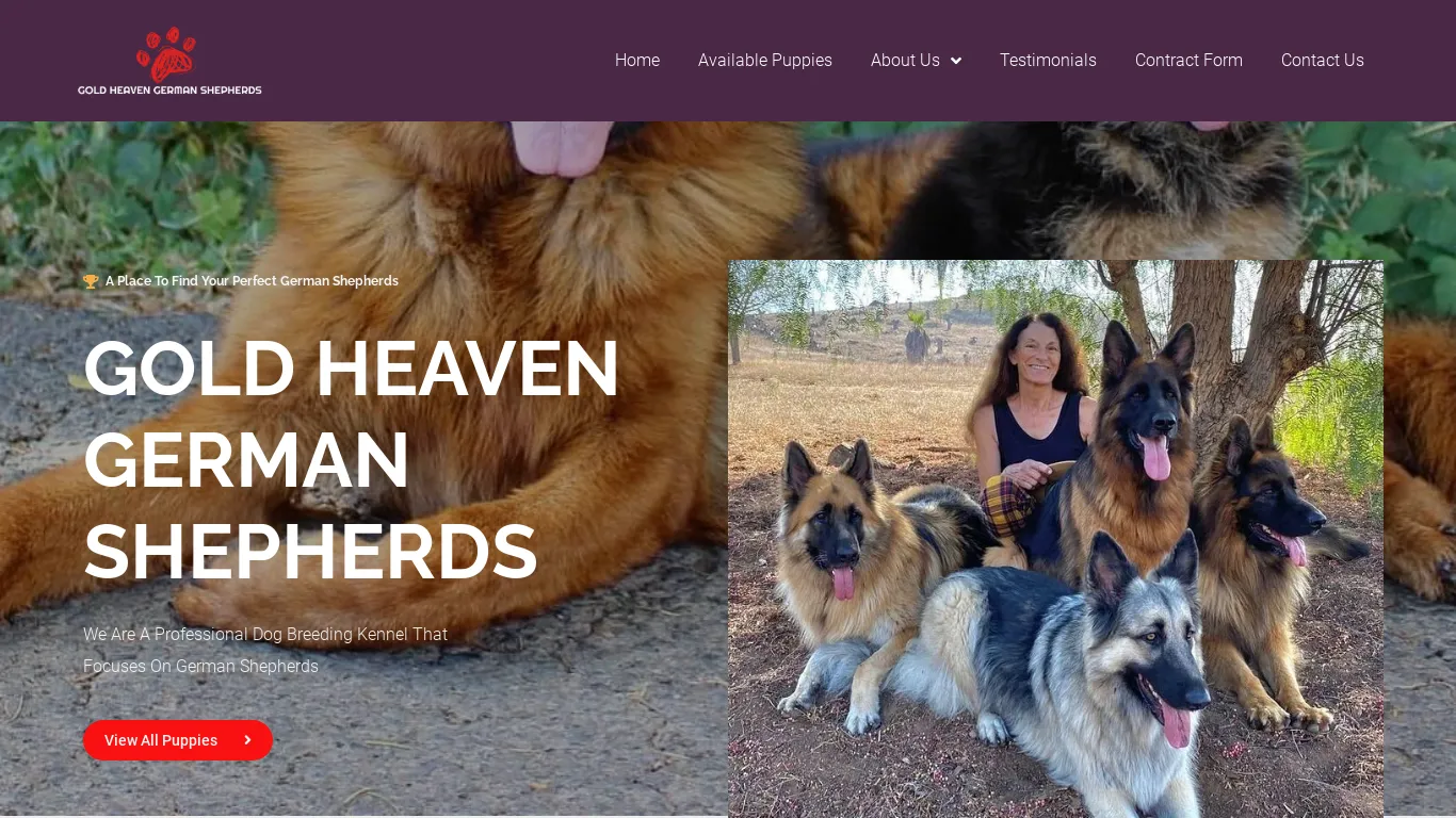is Home - Gold Heaven German Shepherds legit? screenshot