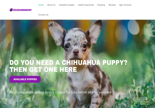 is gorgeouschihuahuas.com legit? screenshot