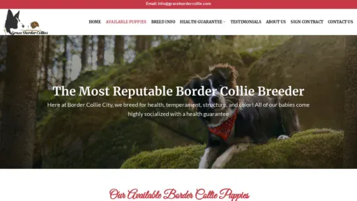 A screenshot of Gracebordercollie.com