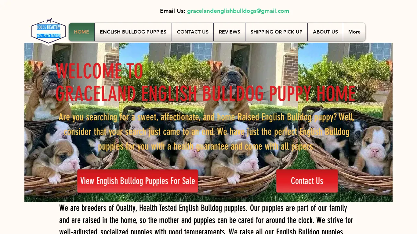 is HOME | English Bulldog Pups legit? screenshot