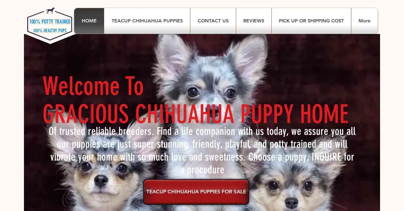is graciouschihuahuas.com legit? screenshot
