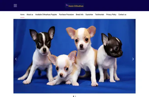 is havenchihuahuas.com legit? screenshot