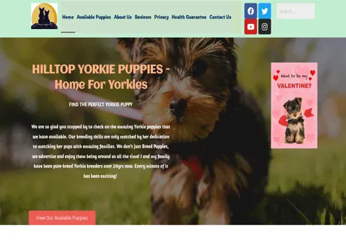 is hilltopyorkiepuppies.com legit? screenshot