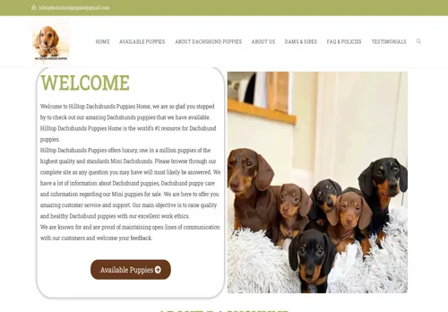 is hiltopdachshundpuppies.com legit? screenshot