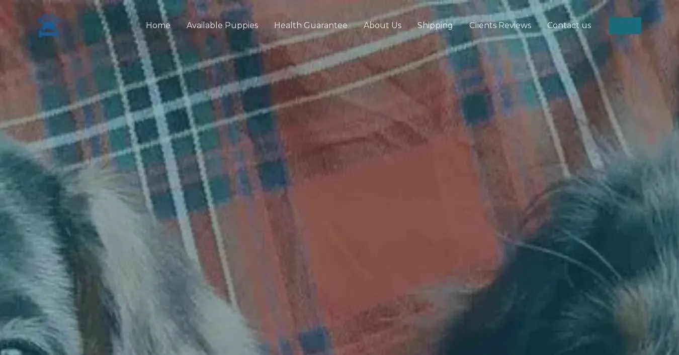 is hkdachshundbreeders.com legit? screenshot