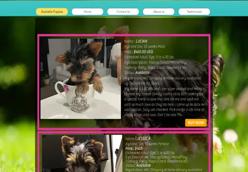 is hollysideyorkies.com legit? screenshot
