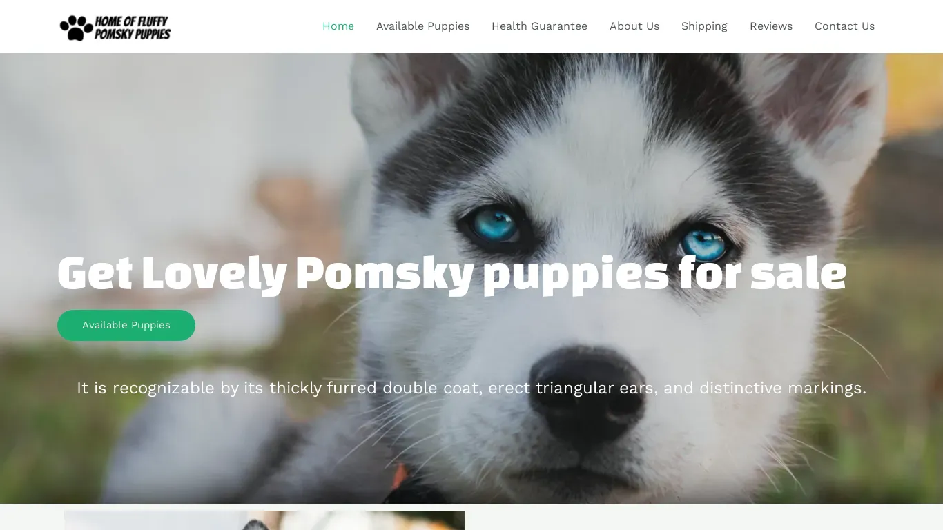 is homeoffluffypomskypuppies.com legit? screenshot