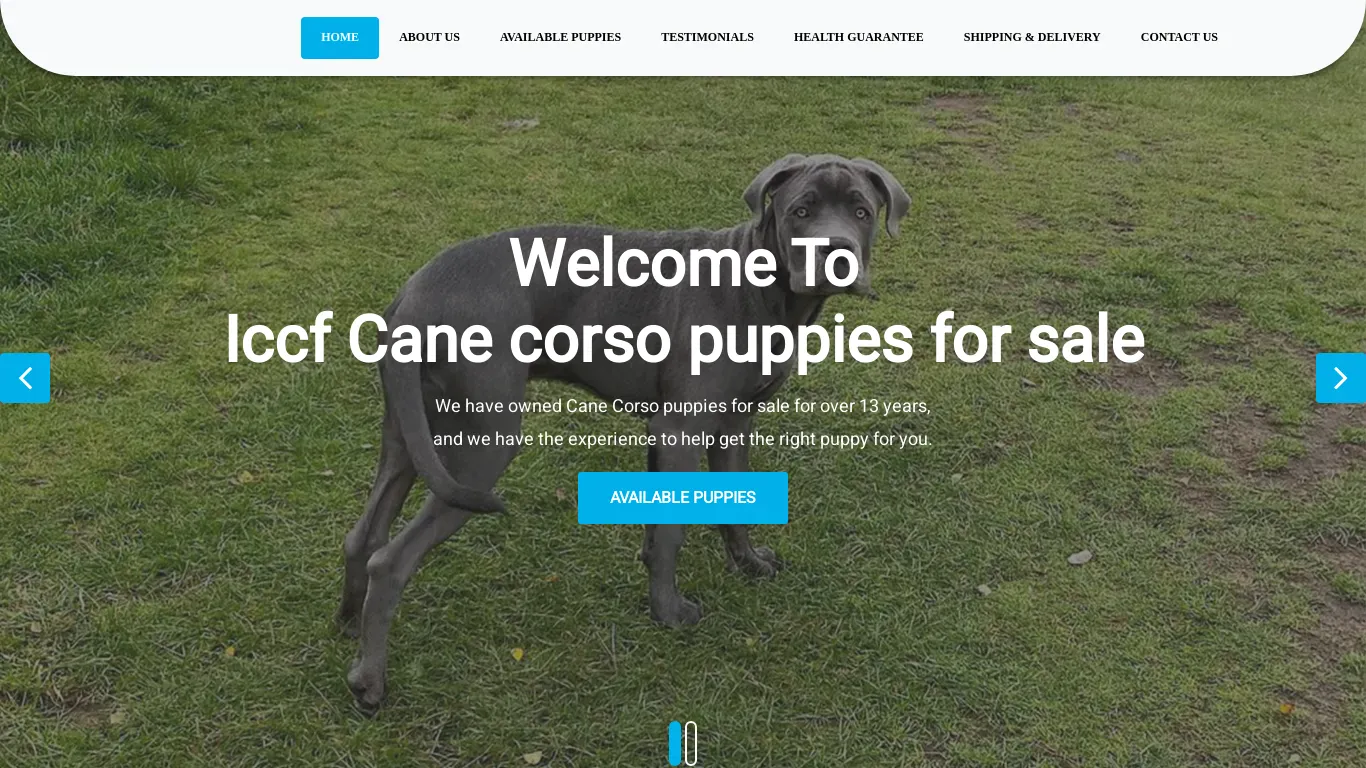 is Iccf Cane puppies For Sale | Buy Cane corso Puppies Under $1000 legit? screenshot