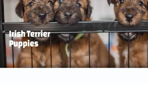 A screenshot of Genlanfamilystbernard.com