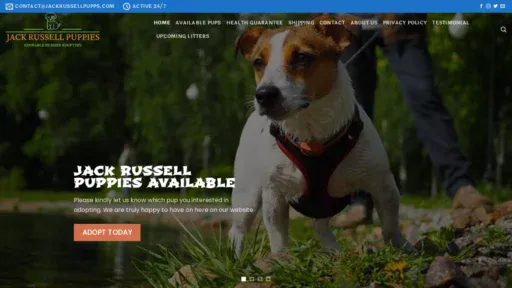 A screenshot of Jackrussellpupps.com