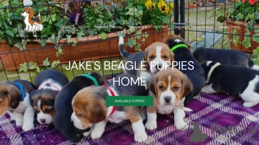 A screenshot of Jakesbeaglepups.com