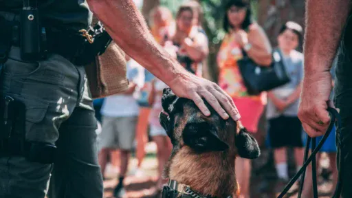 jason-jarrach-EOkSS_yFkwE-unsplash-scaled|report a puppy scam to the police|