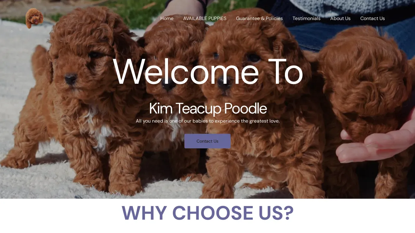 is kimteacuppoodle.com legit? screenshot