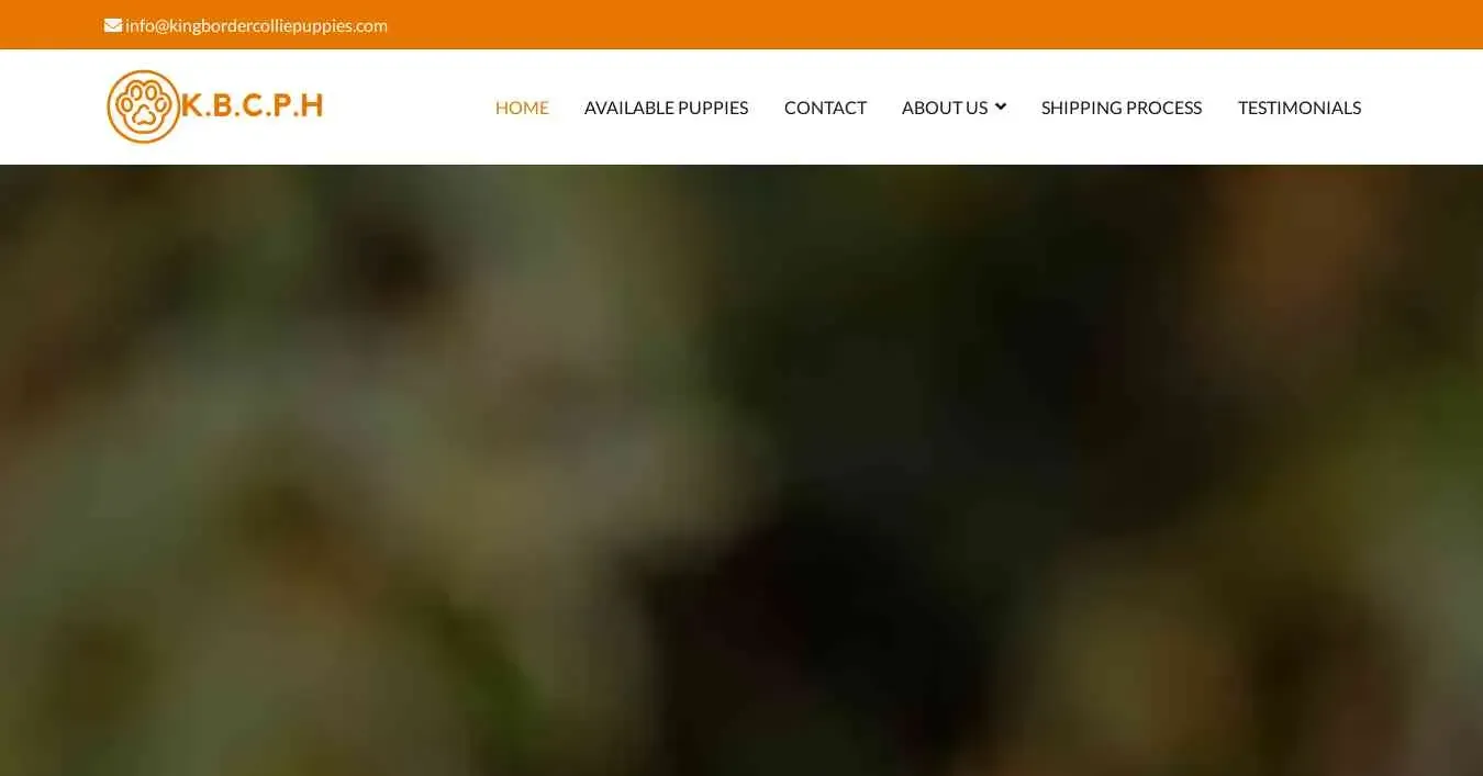 is kingbordercolliepuppies.com legit? screenshot