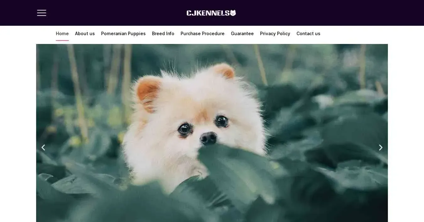 is kingstonpomeranians.com legit? screenshot