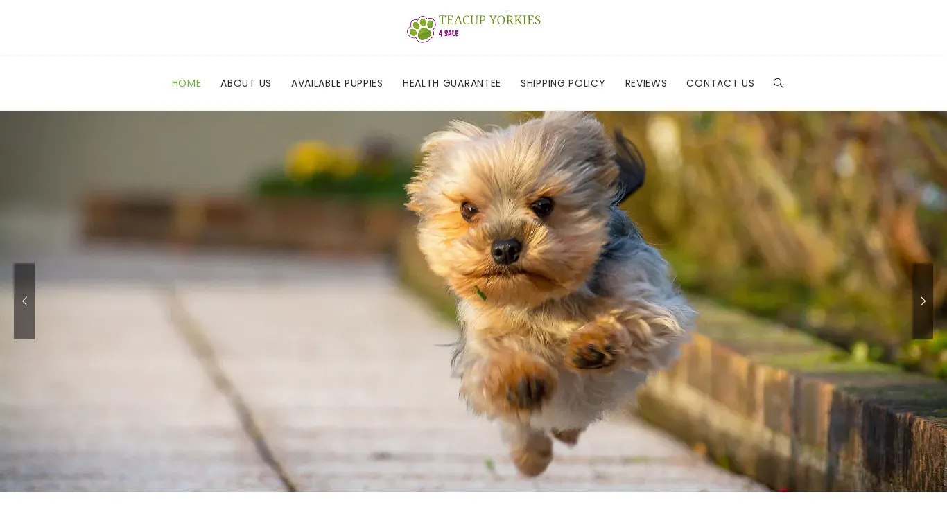 is lacoshihtzu.com legit? screenshot