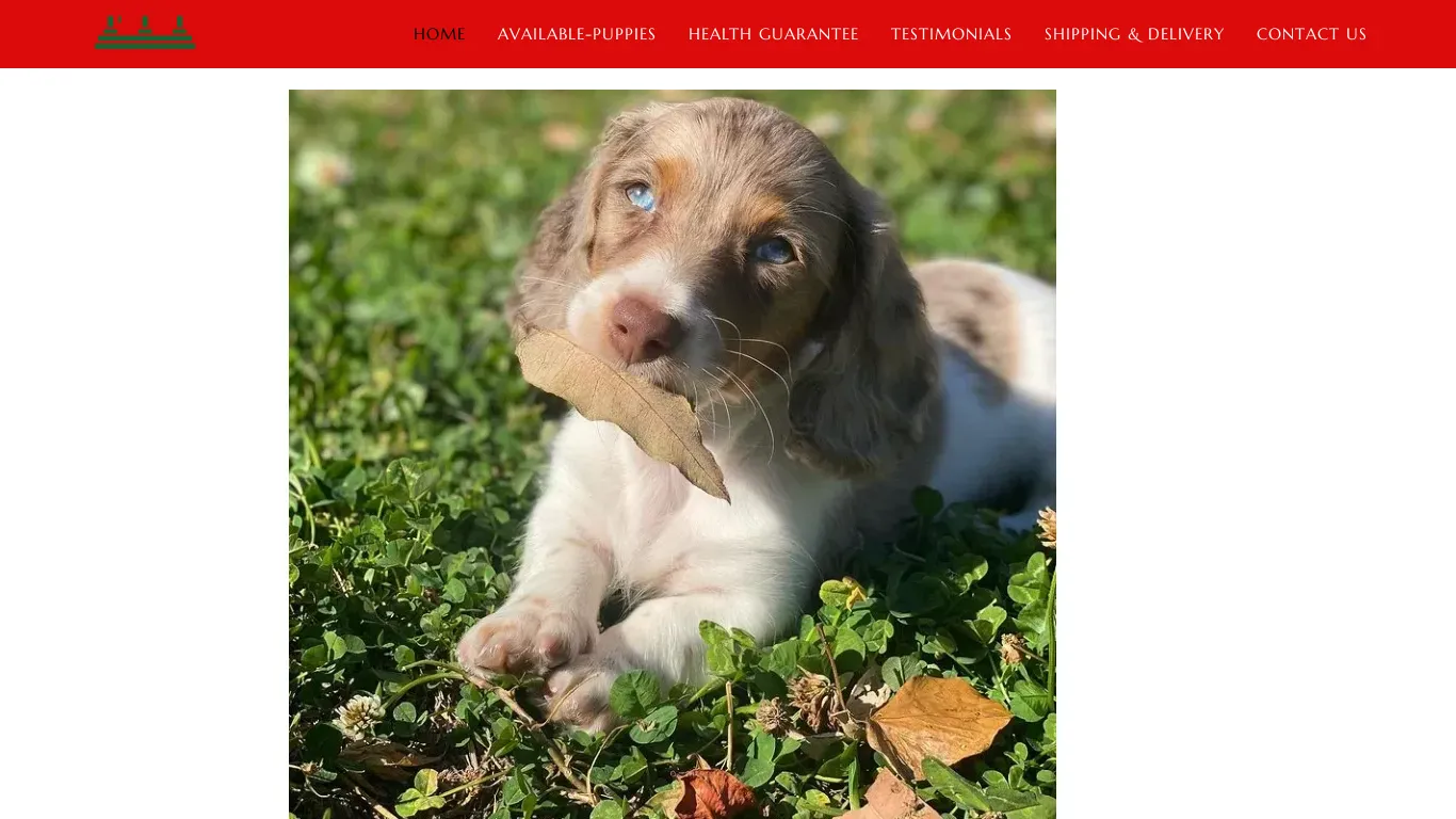 is Dachshund Puppies: Affordable Price legit? screenshot