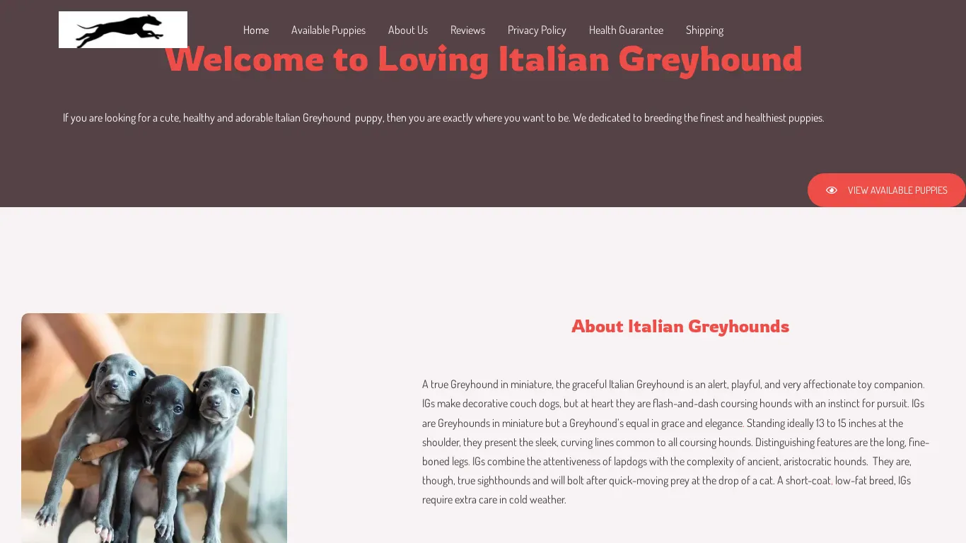 is lovingitaliangreyhoundpups.com legit? screenshot