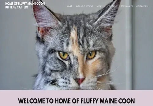 is mainecooncatscattery.com legit? screenshot