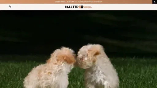 A screenshot of Maltipoochamps.com