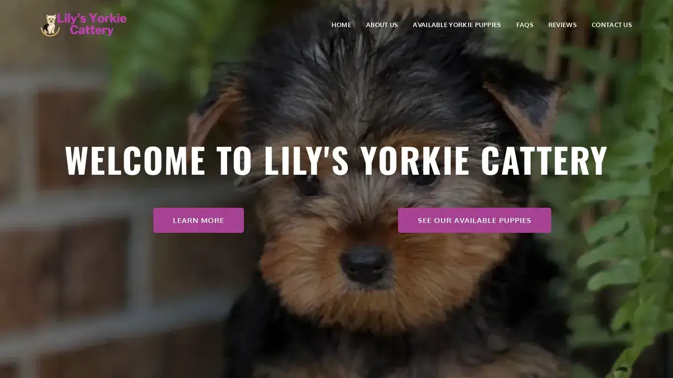 is Lilly Yorkie Cattery – Healthy teacup yorkie puppies for sale legit? screenshot