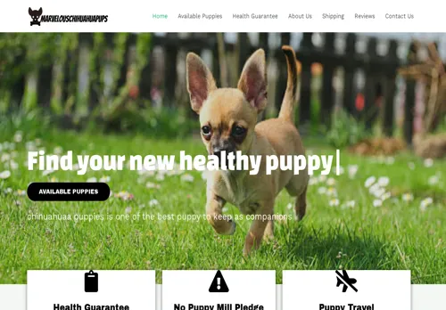is marvelouschihuahuaapuppies.com legit? screenshot