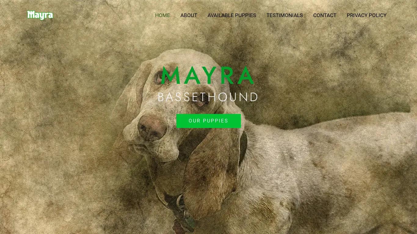 is mayrasbassethoundpuppies.shop legit? screenshot