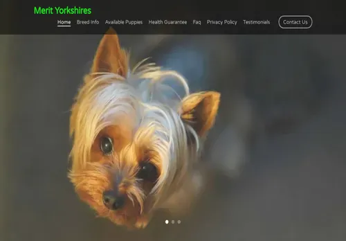 is merityorkies.com legit? screenshot
