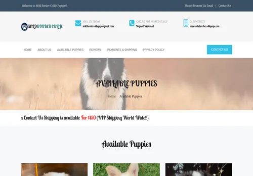 is mildbordercolliepups.com legit? screenshot