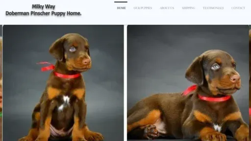 A screenshot of Milkywaydobermanpinscher.com