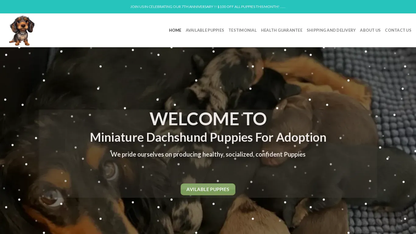 is Miniature Dachshund Puppies For Adoption – Home of Smart and Well trained Dachshund puppies for sale legit? screenshot