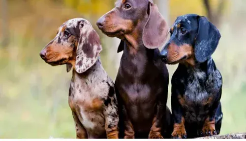 A screenshot of Genlanfamilystbernard.com
