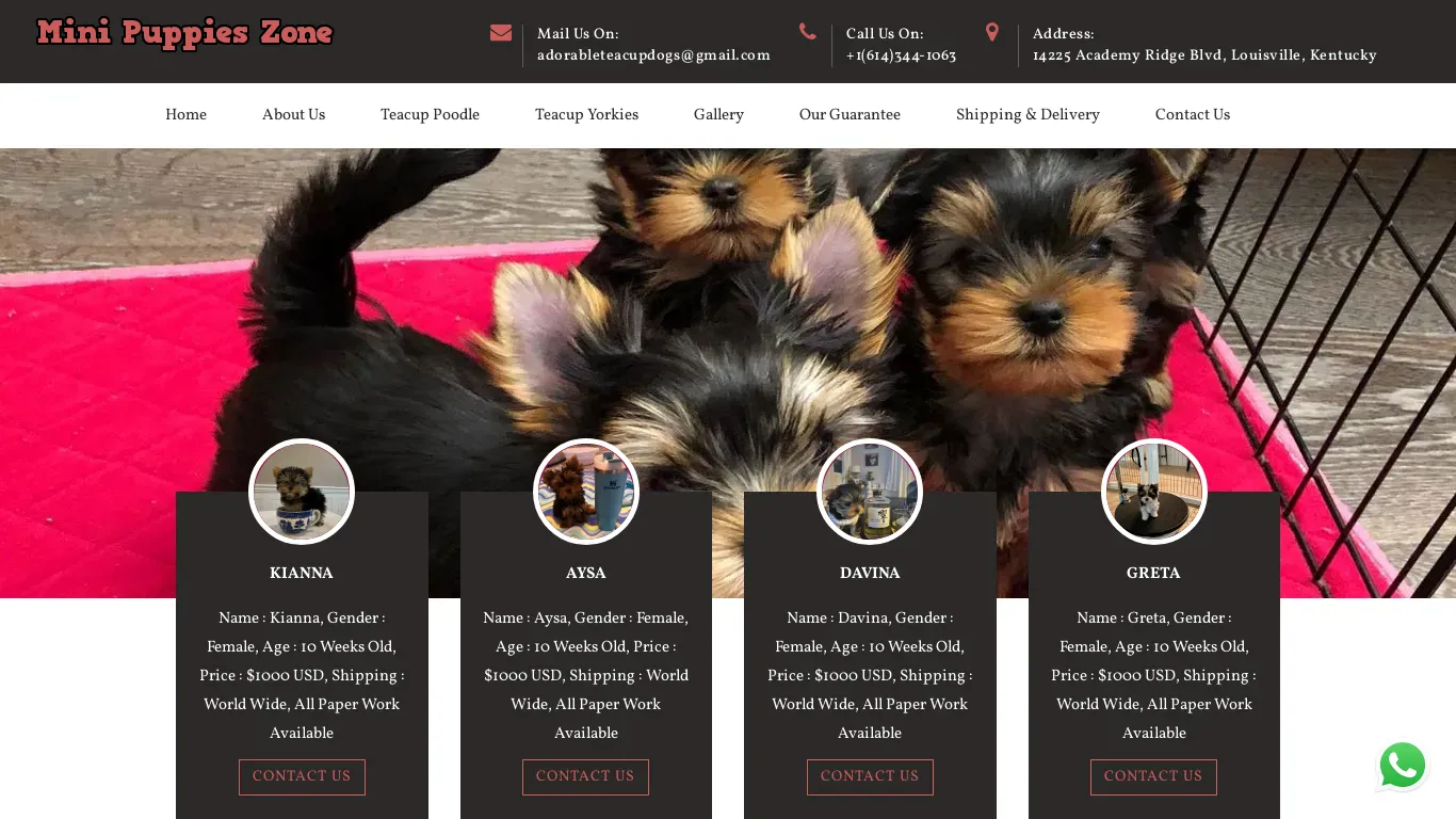 is Teacup Poodle for Sale USA | Teacup Yorkie for Sale USA legit? screenshot