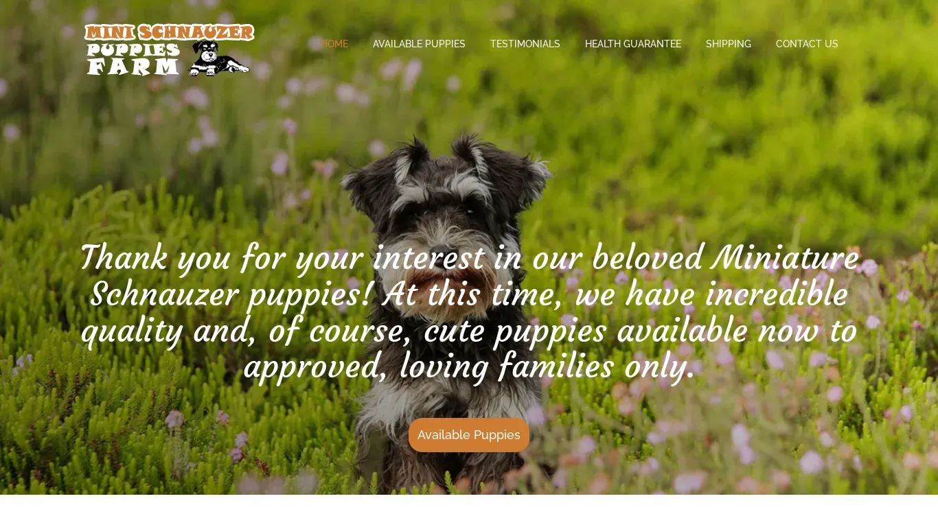 is minischnauzerpuppiesfarm.com legit? screenshot
