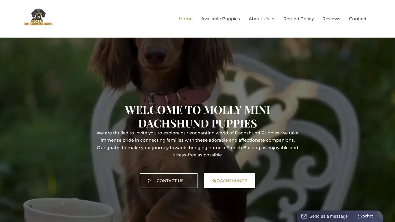 is Molly Mini Dachshsund Puppies – Quality Dachshund Puppies For sale In USA legit? screenshot