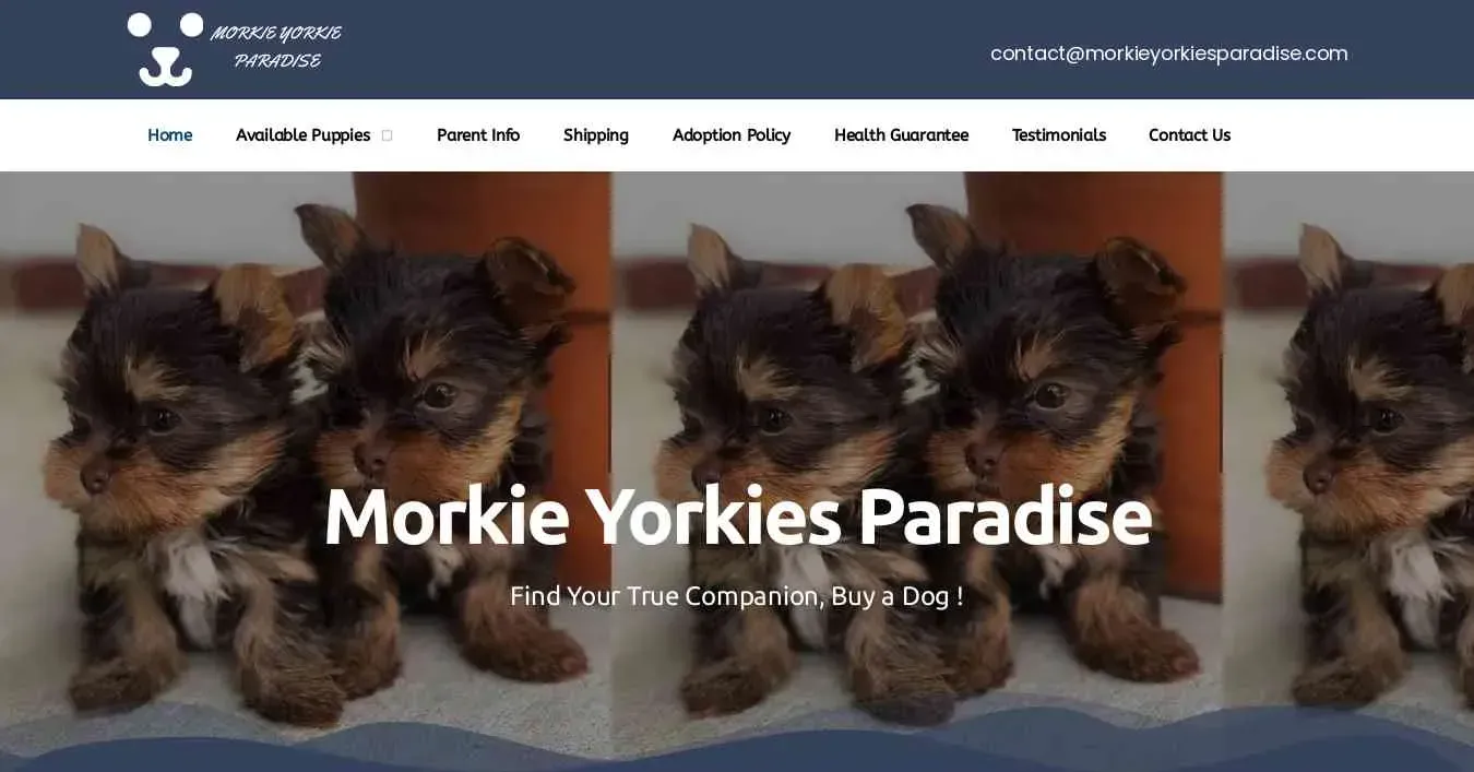 is morkieyorkiesparadise.com legit? screenshot