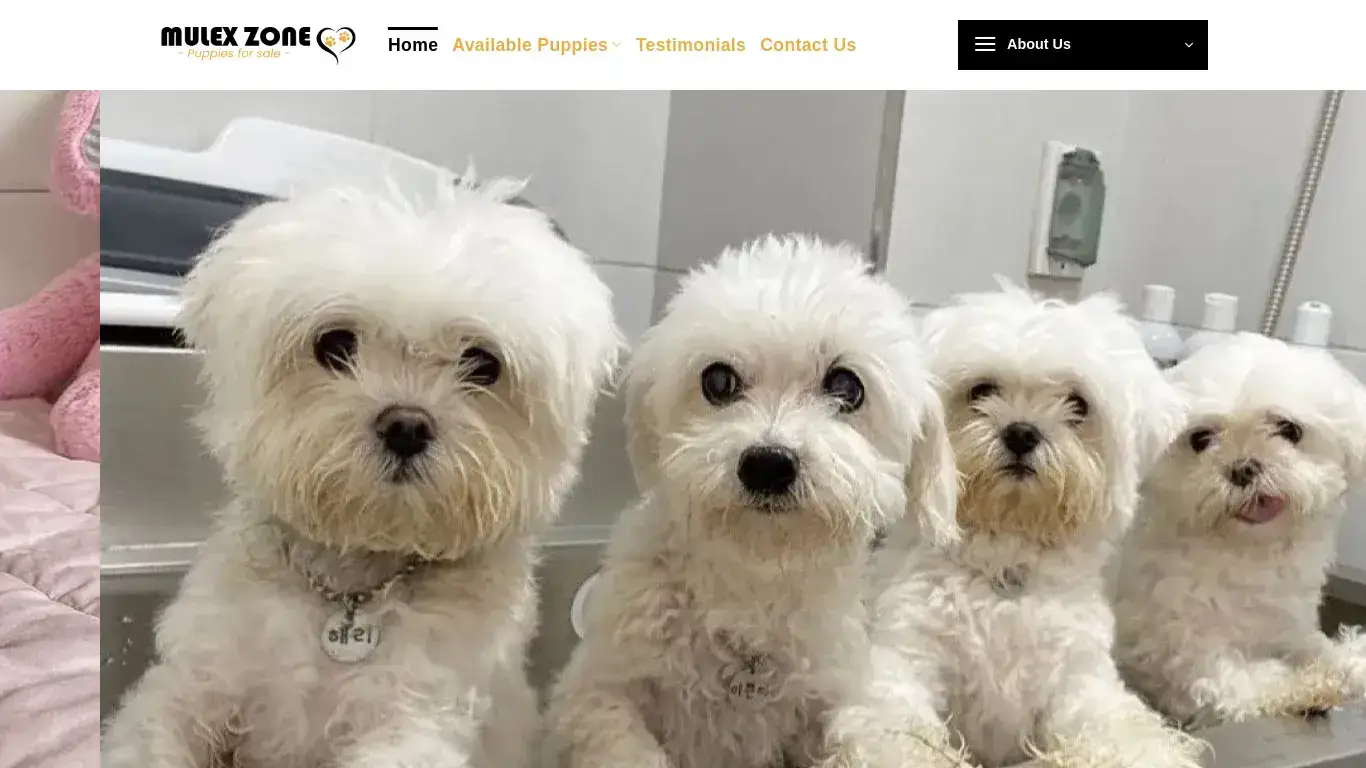 is Mulex Zone – Puppies for sale legit? screenshot