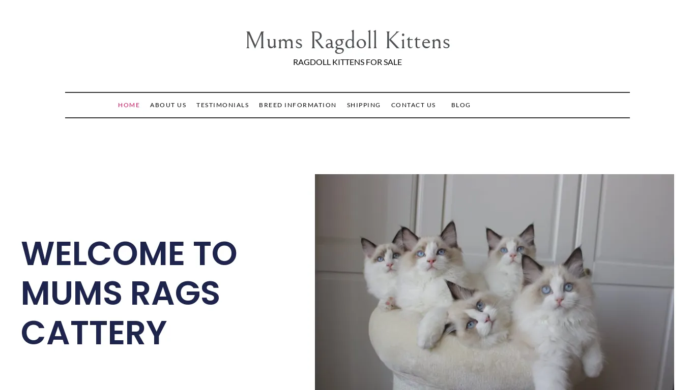 is mumsragdollcattery.com legit? screenshot