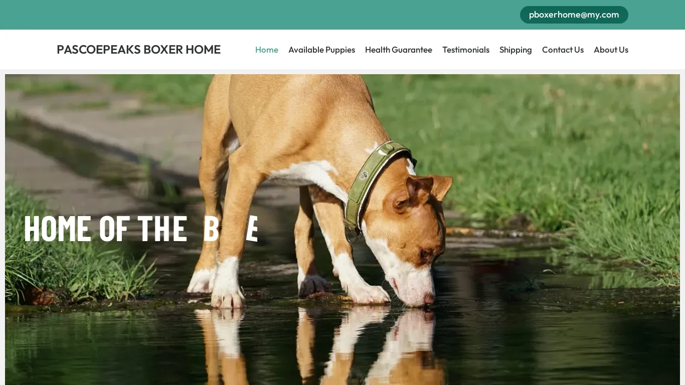 is myboxerpuppies.com legit? screenshot