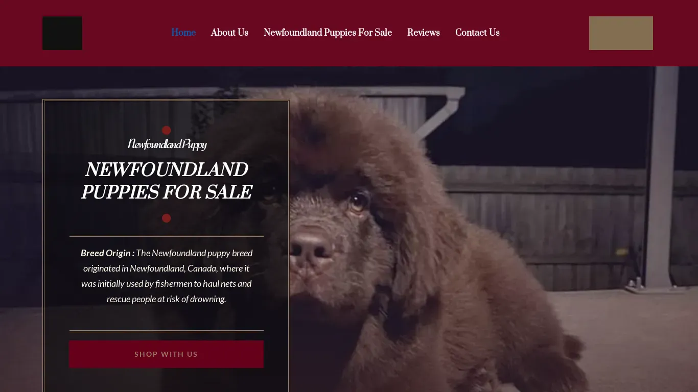 is Newfoundland Puppy - How much are newfoundland puppies. ❤️ legit? screenshot