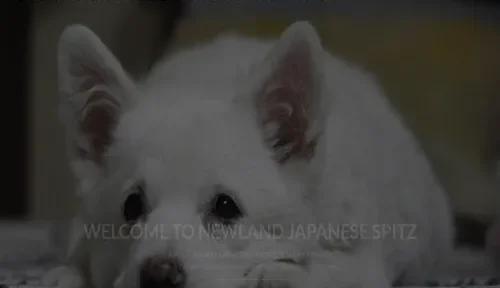 A screenshot of Genlanfamilystbernard.com