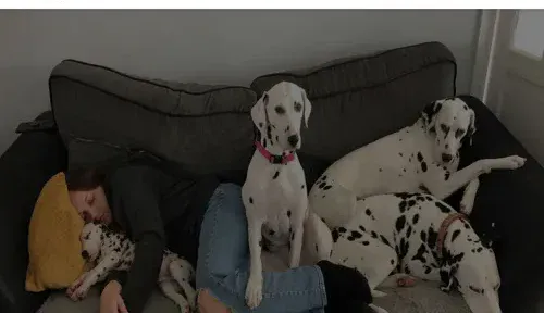 A screenshot of Genlanfamilystbernard.com