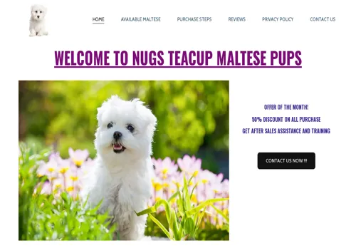 is nugsteacupmaltese.com legit? screenshot