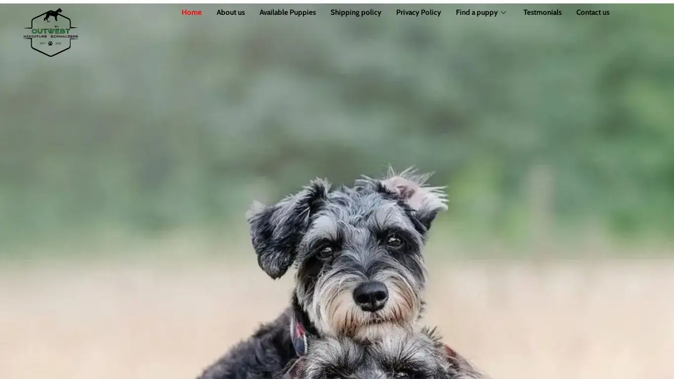 is Miniature Schnauzer Puppies for Sale in USA, Canada legit? screenshot