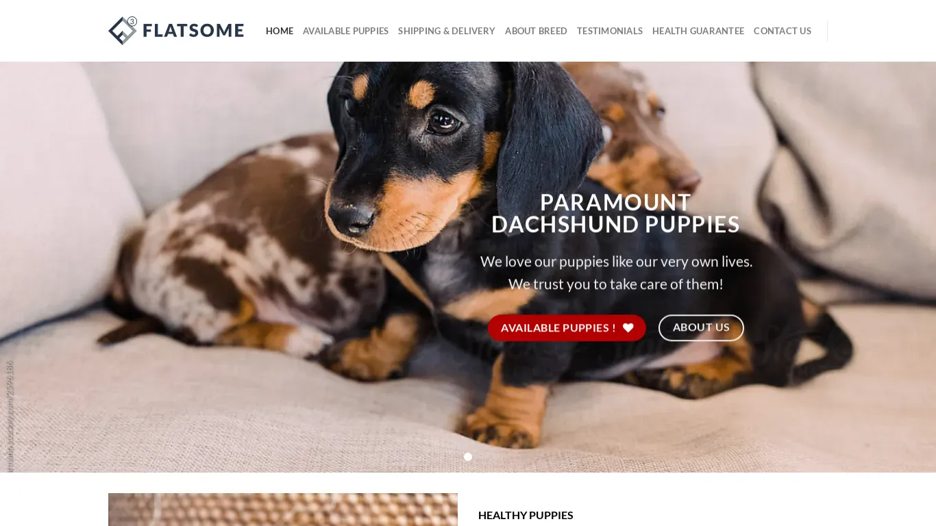 is paramountdachshundpuppies.com legit? screenshot