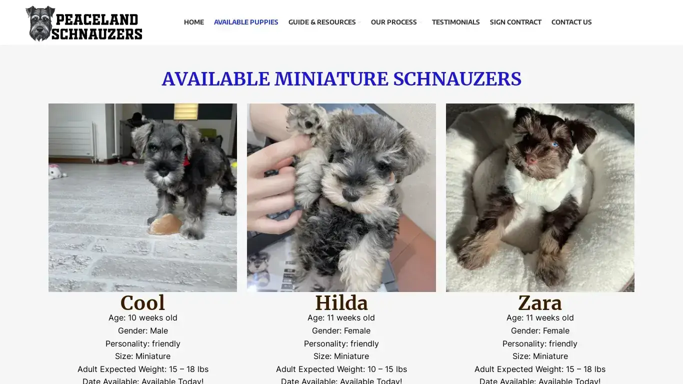 is Peaceland Schnauzers – Adopt A Schnauzer Puppy legit? screenshot
