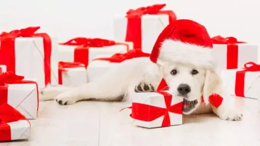 pet-scams|pet scams|jason-jarrach-EOkSS_yFkwE-unsplash-scaled|dog-academic|pug|Covid19-PuppyScam|