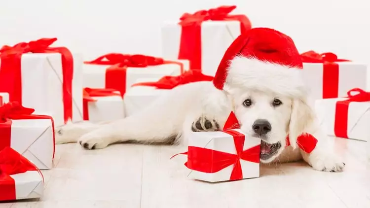 pet-scams|pet scams|jason-jarrach-EOkSS_yFkwE-unsplash-scaled|dog-academic|pug|Covid19-PuppyScam|