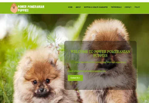 is powerpomeranianpuppies.com legit? screenshot