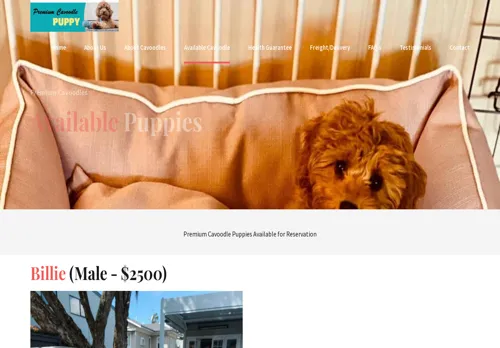 is premiumcavoodles.com legit? screenshot